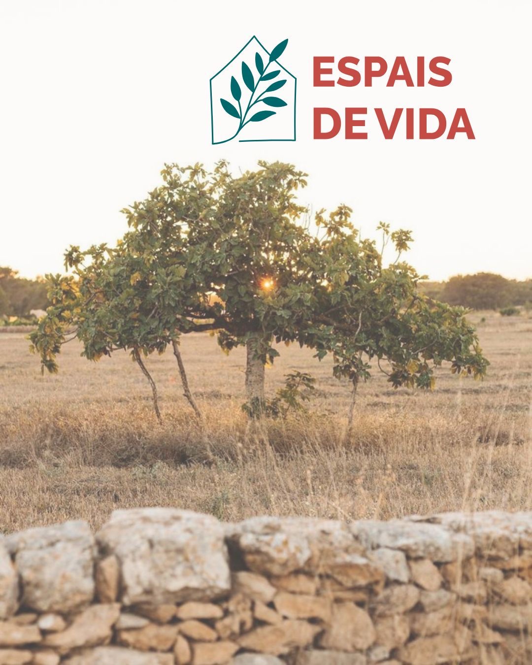 Espais de Vida logo above a fig tree in a dry field at sunset, behind a traditional dry-stone wall in the Balearic Islands.