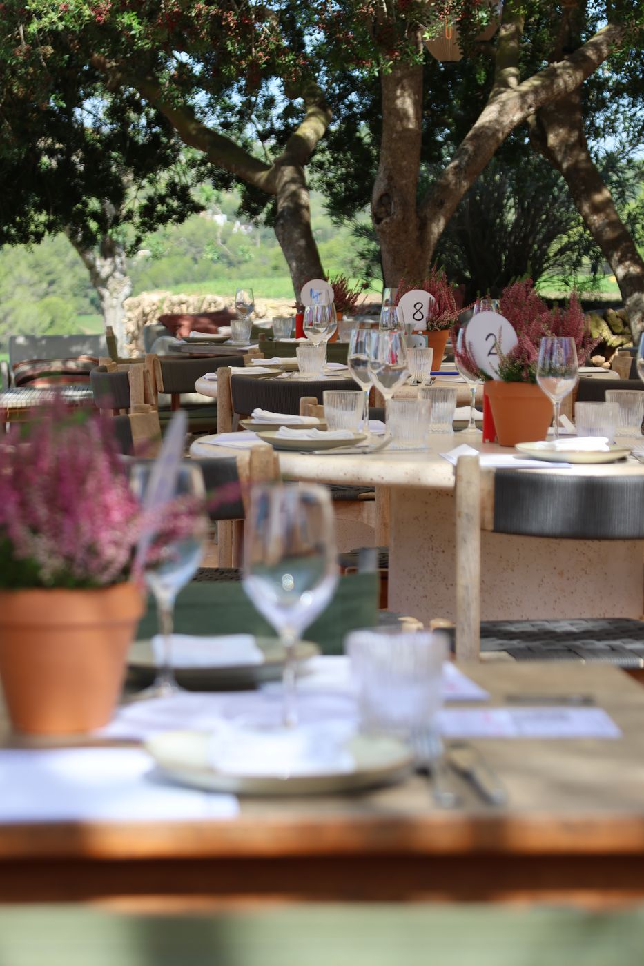 Set tables under olive trees with heather and numbered paddles, before the lunch.